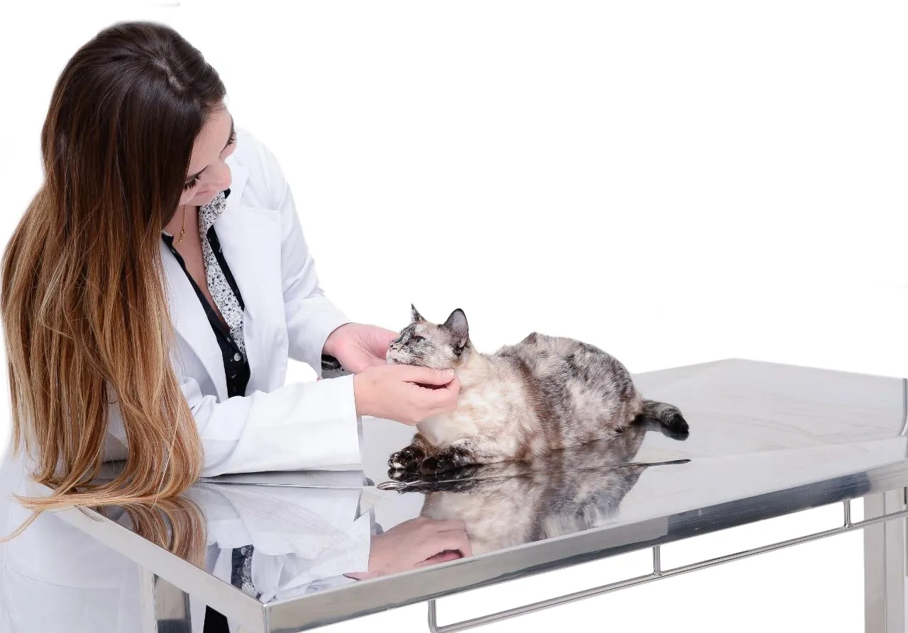 Dra. Clarissa Klein avaliando uma gata sobre a mesa de aço, etapa da avaliação antes da cirurgia