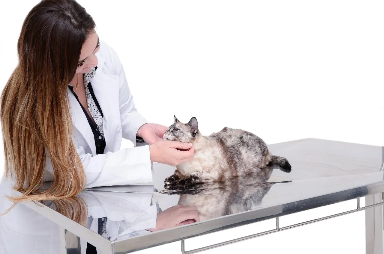 Dra. Clarissa Klein examinando com calma uma gata sobre a mesa de atendimento