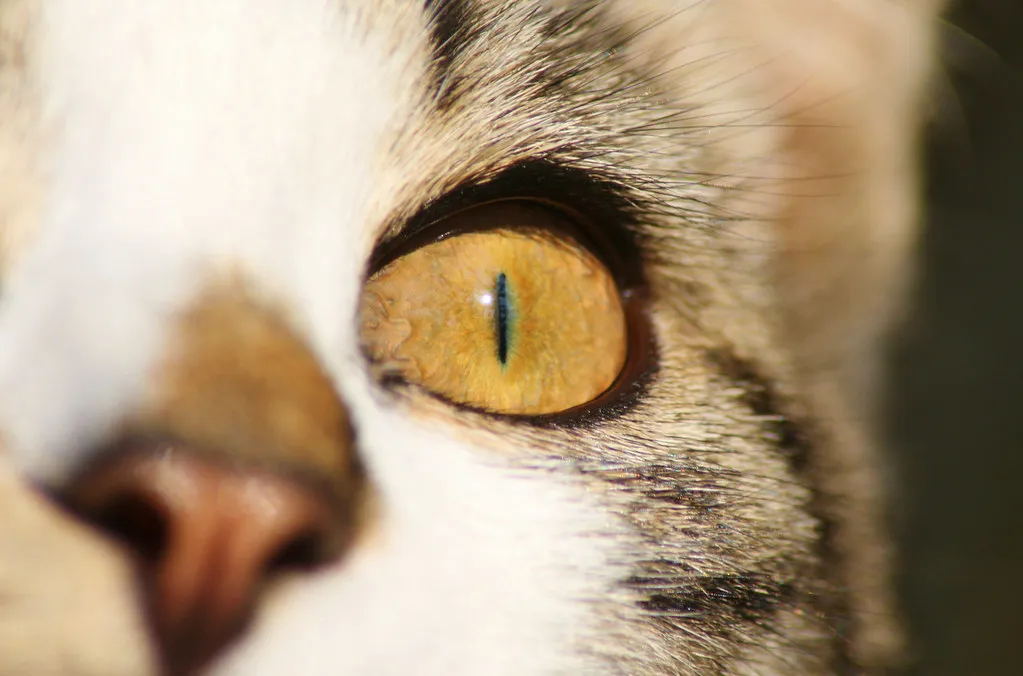 Olho âmbar de um gato em close, com a pupila vertical bem visível